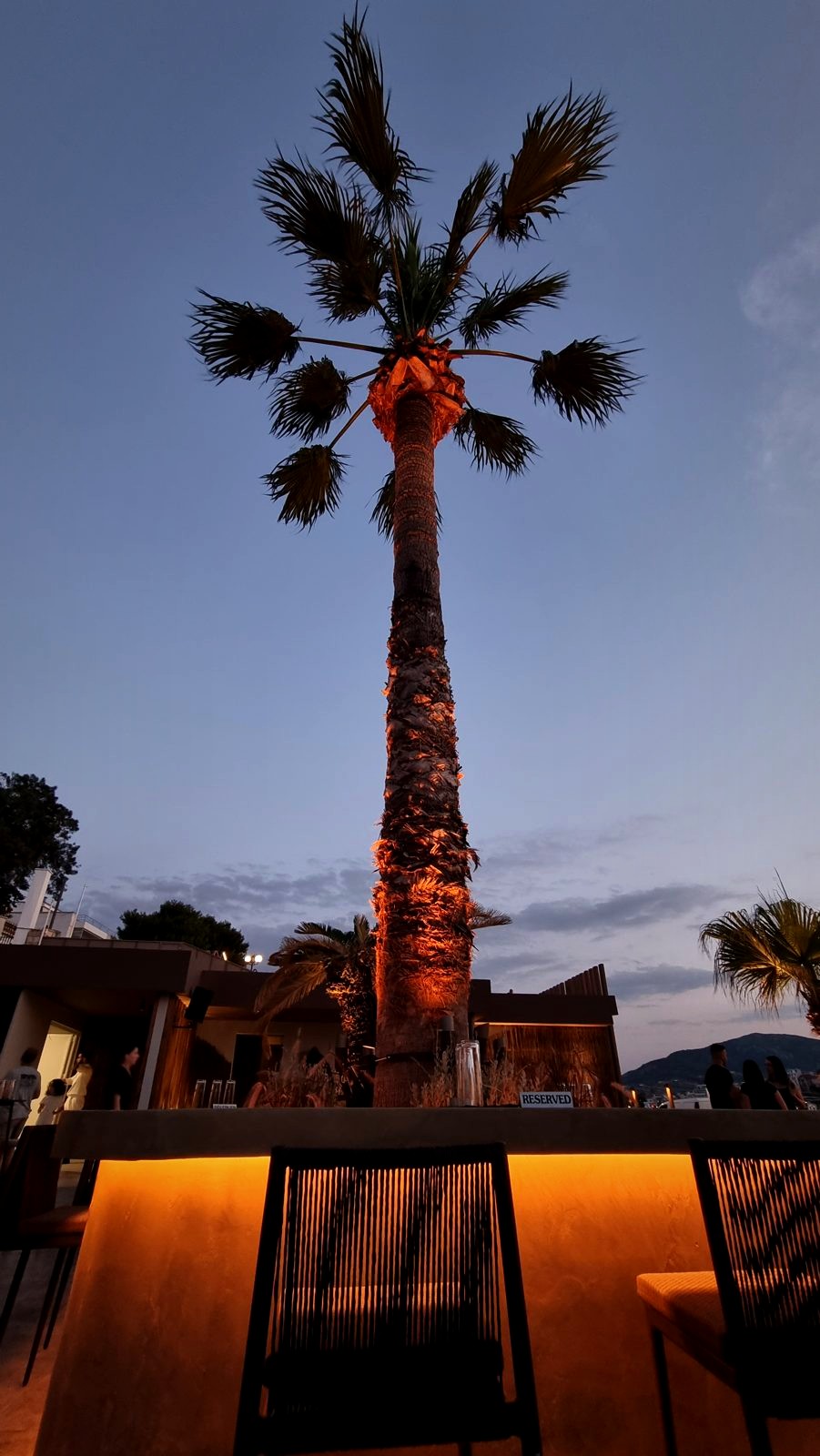 A tall palm uplit warm against the evening sky above the Raval bar.